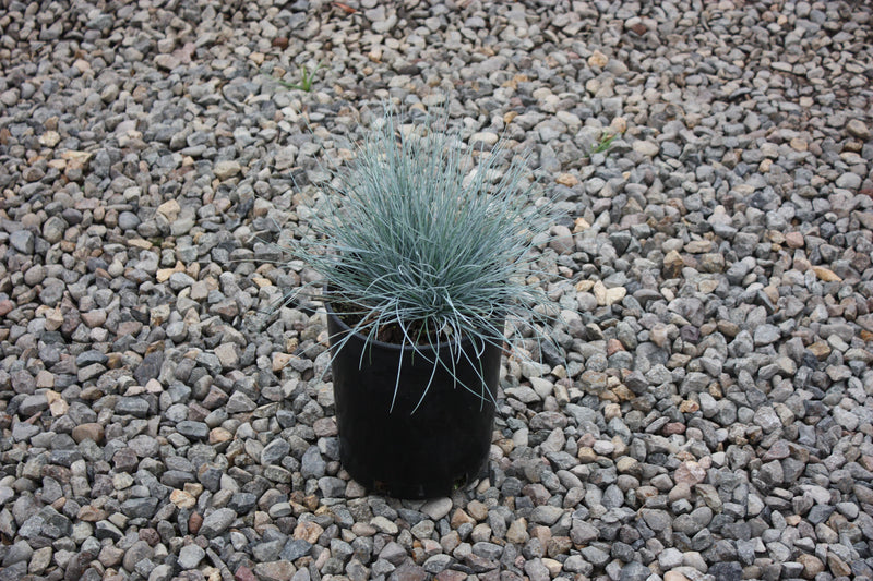 Grass, Festuca o. g. 'Elijah Blue'