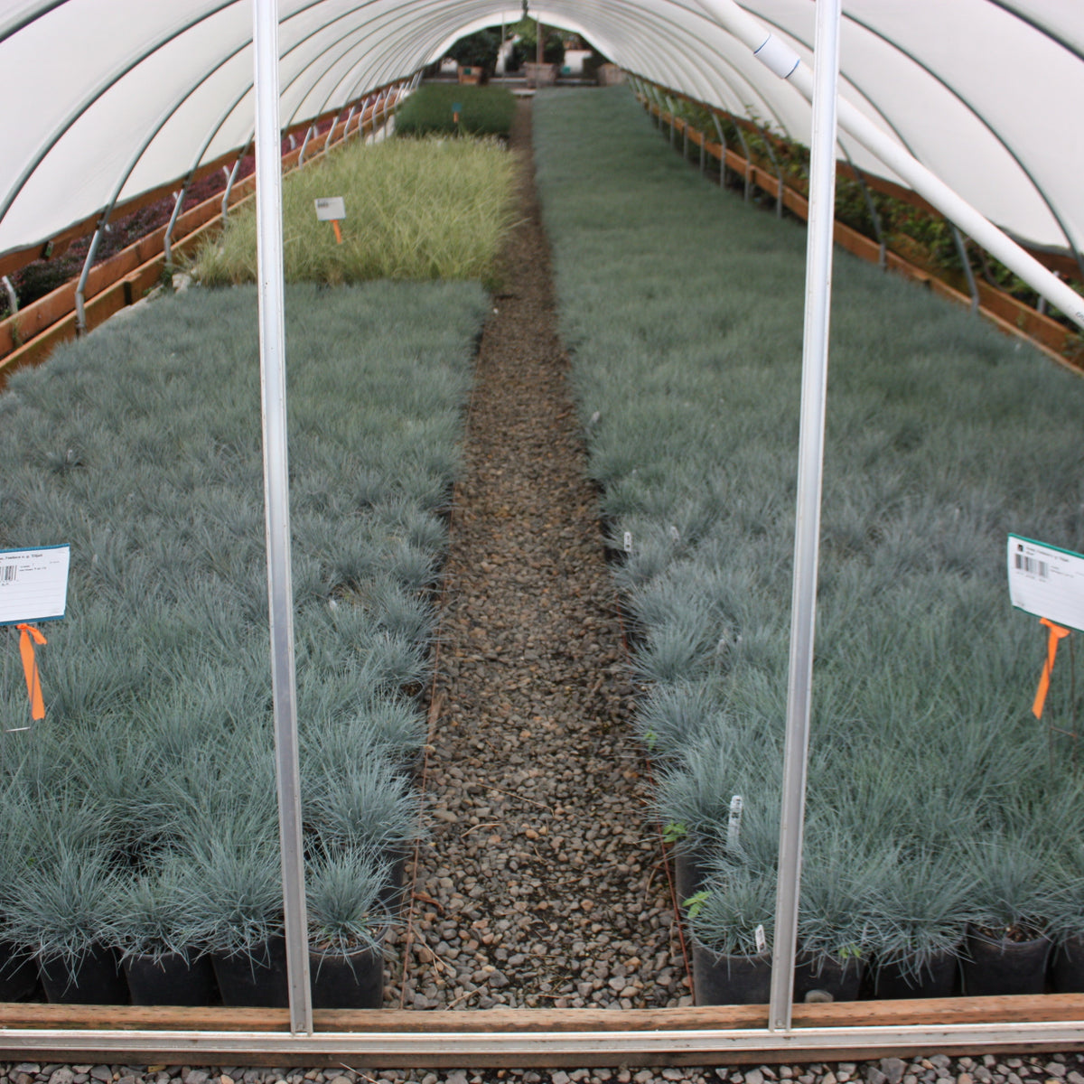 Grass, Festuca o. g. 'Elijah Blue'