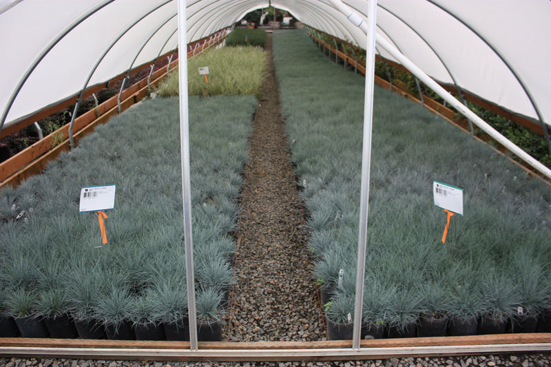 Grass, Festuca o. g. 'Elijah Blue'