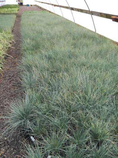 Grass, Festuca o. g. 'Elijah Blue'
