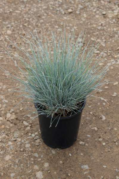Grass, Festuca o. g. 'Elijah Blue'