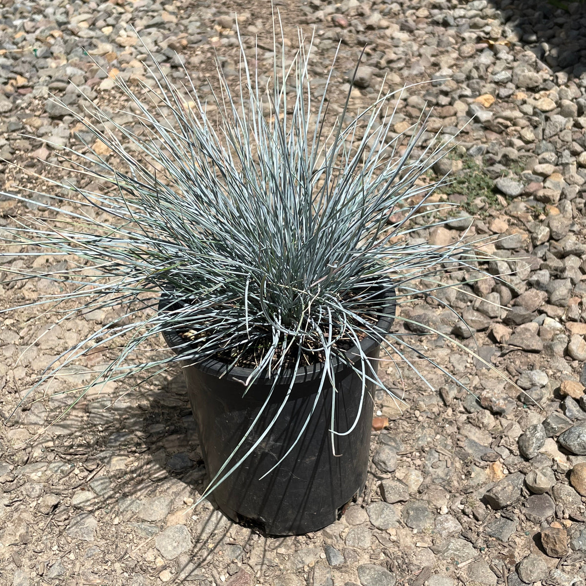 Grass, Festuca o. g. 'Elijah Blue'