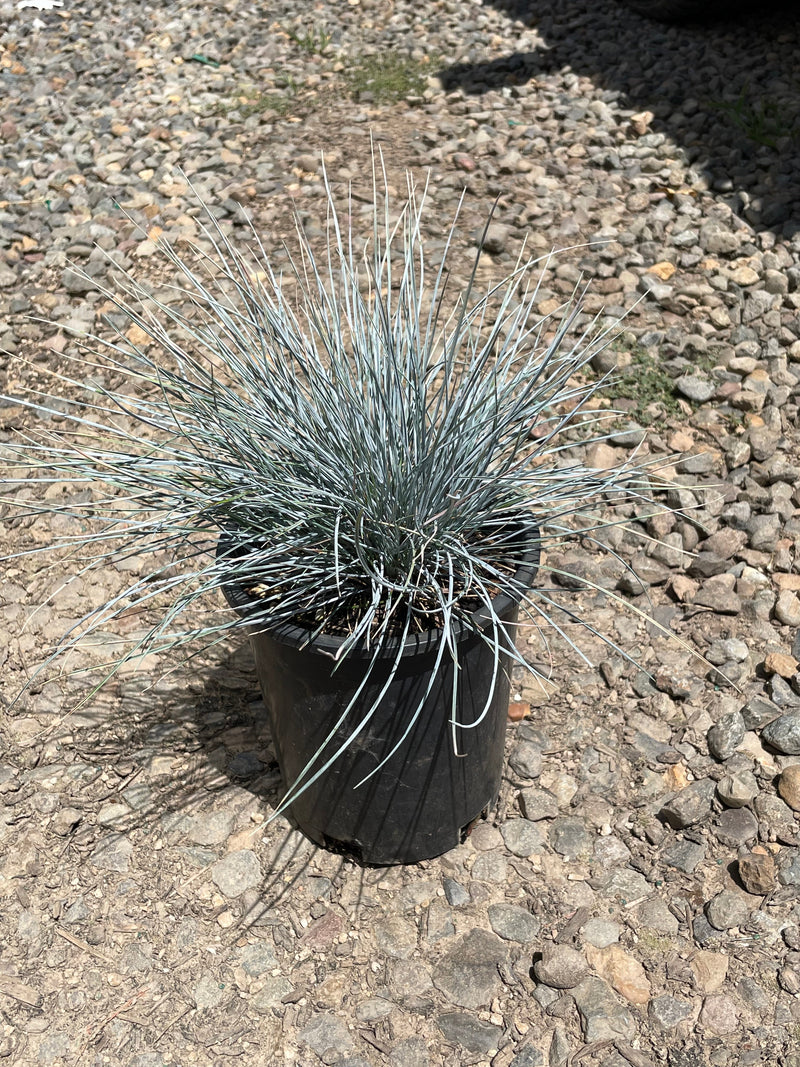 Grass, Festuca o. g. 'Elijah Blue'