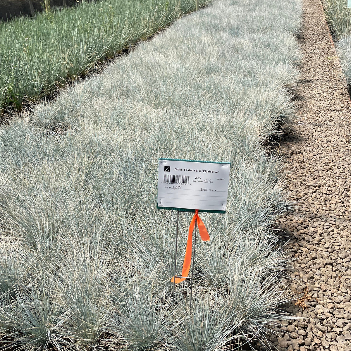 Grass, Festuca o. g. 'Elijah Blue'