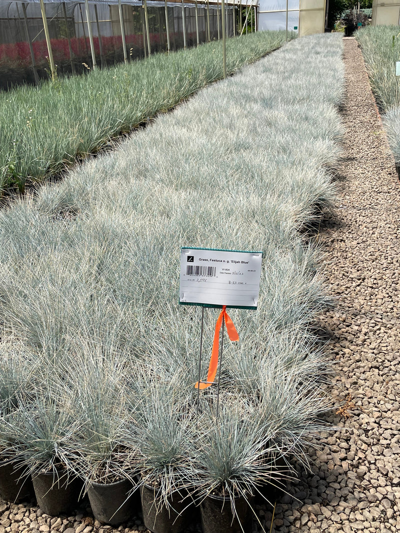 Grass, Festuca o. g. 'Elijah Blue'