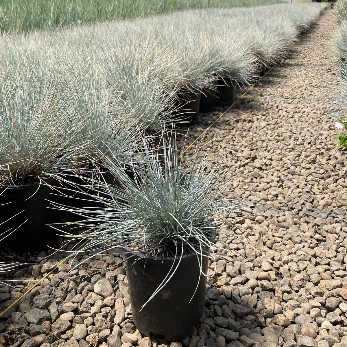 Grass, Festuca o. g. 'Elijah Blue'