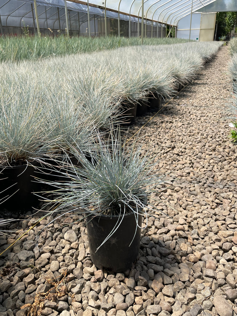 Grass, Festuca o. g. 'Elijah Blue'