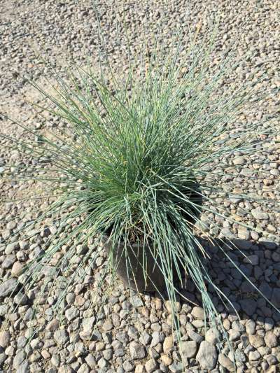 Grass, Festuca o. g. 'Elijah Blue'
