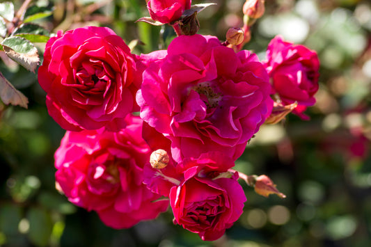 Rosa gc. FIRE MEIDILAND® PP11583 (red)