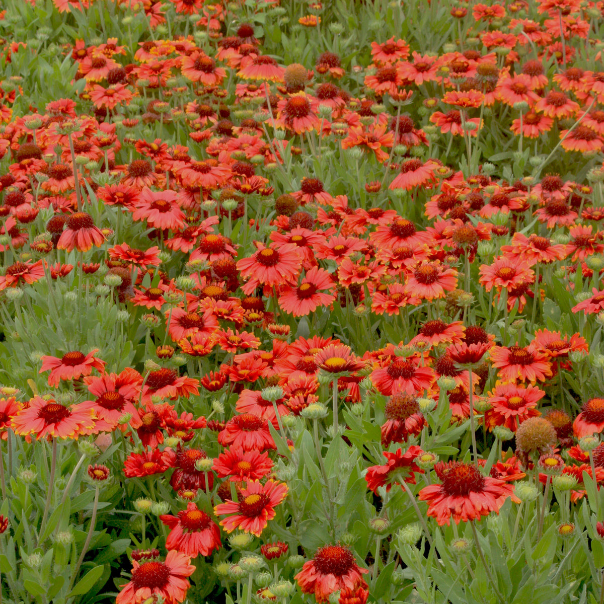 Gaillardia 'Arizona Red Shades'
