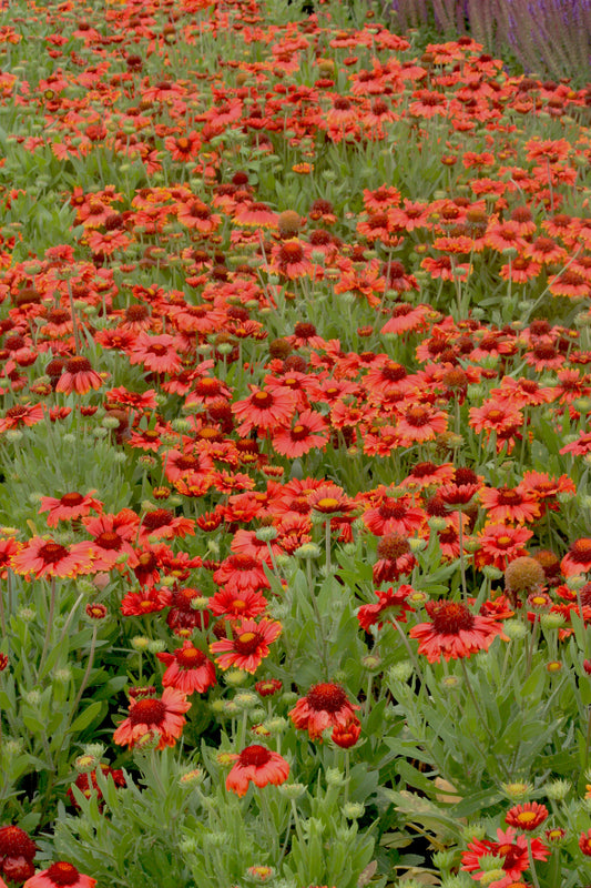 Gaillardia 'Arizona Red Shades'