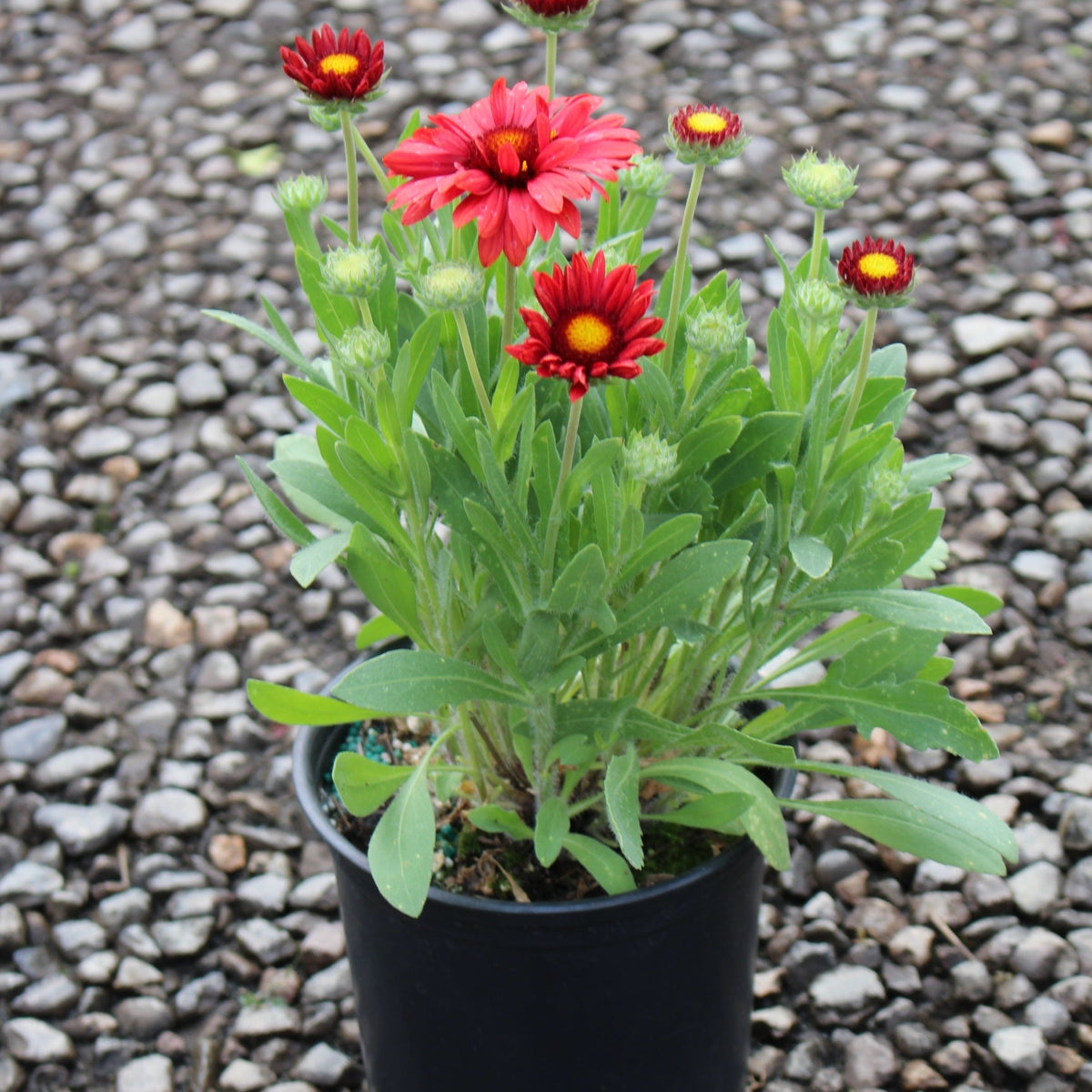 Gaillardia 'Arizona Red Shades'