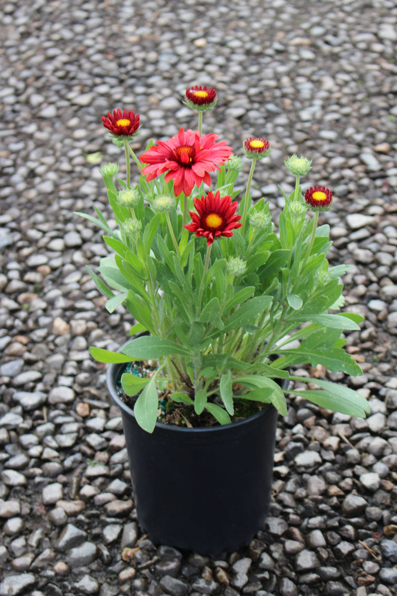 Gaillardia 'Arizona Red Shades'