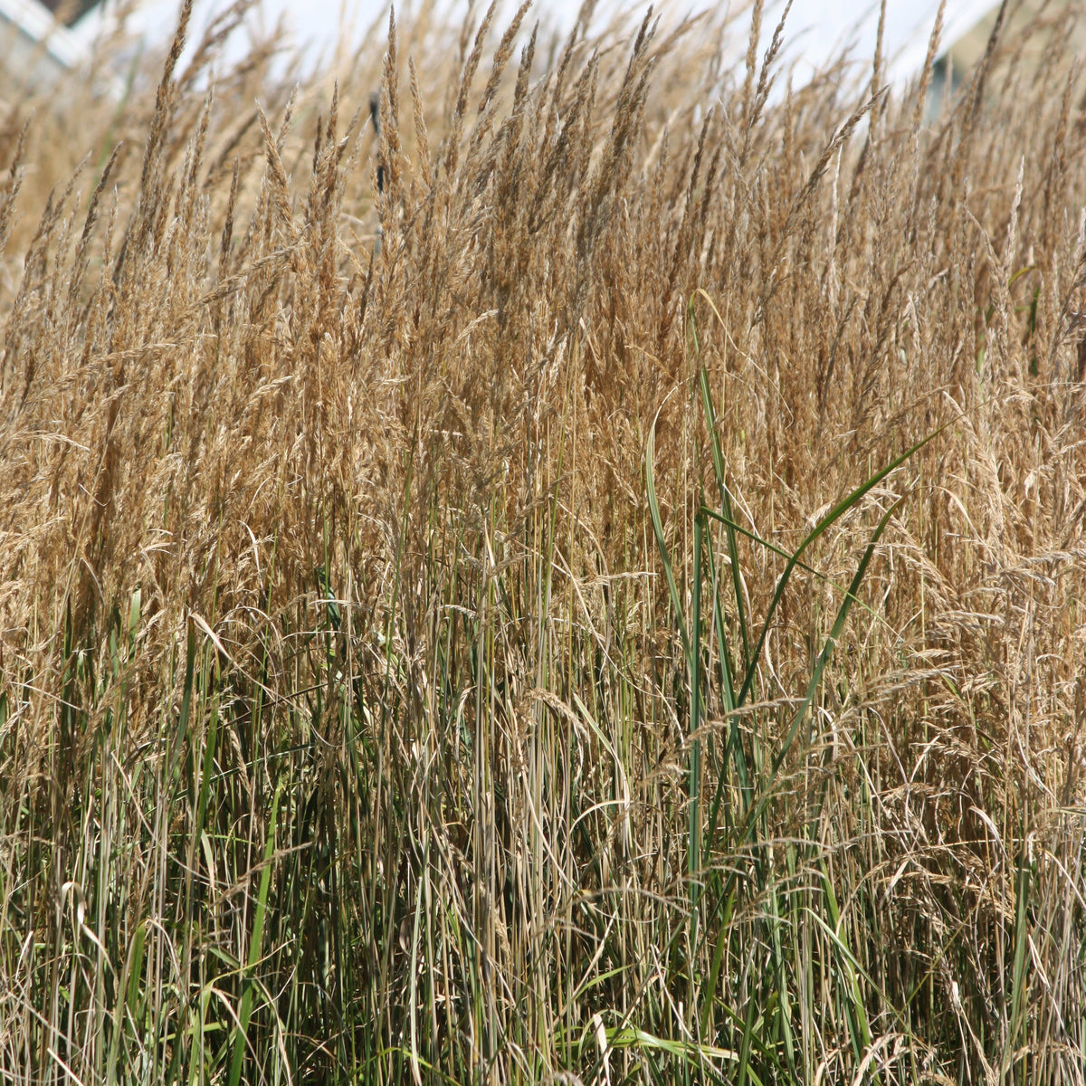 Grass, Calamagrostis a. 'Avalanche'