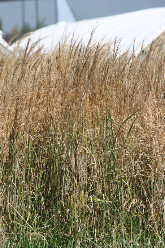 Grass, Calamagrostis a. 'Avalanche'