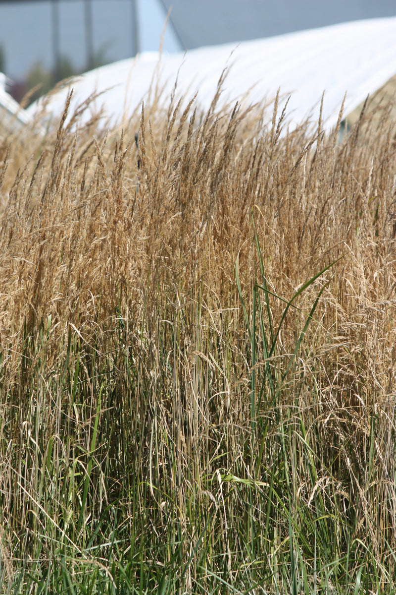 Grass, Calamagrostis a. 'Avalanche'