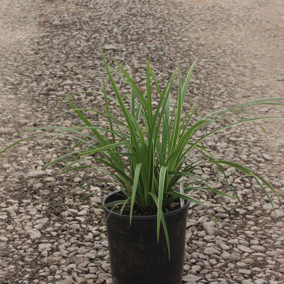 Grass, Carex mo. 'Ice Dance'