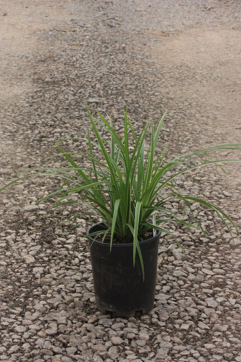 Grass, Carex mo. 'Ice Dance'