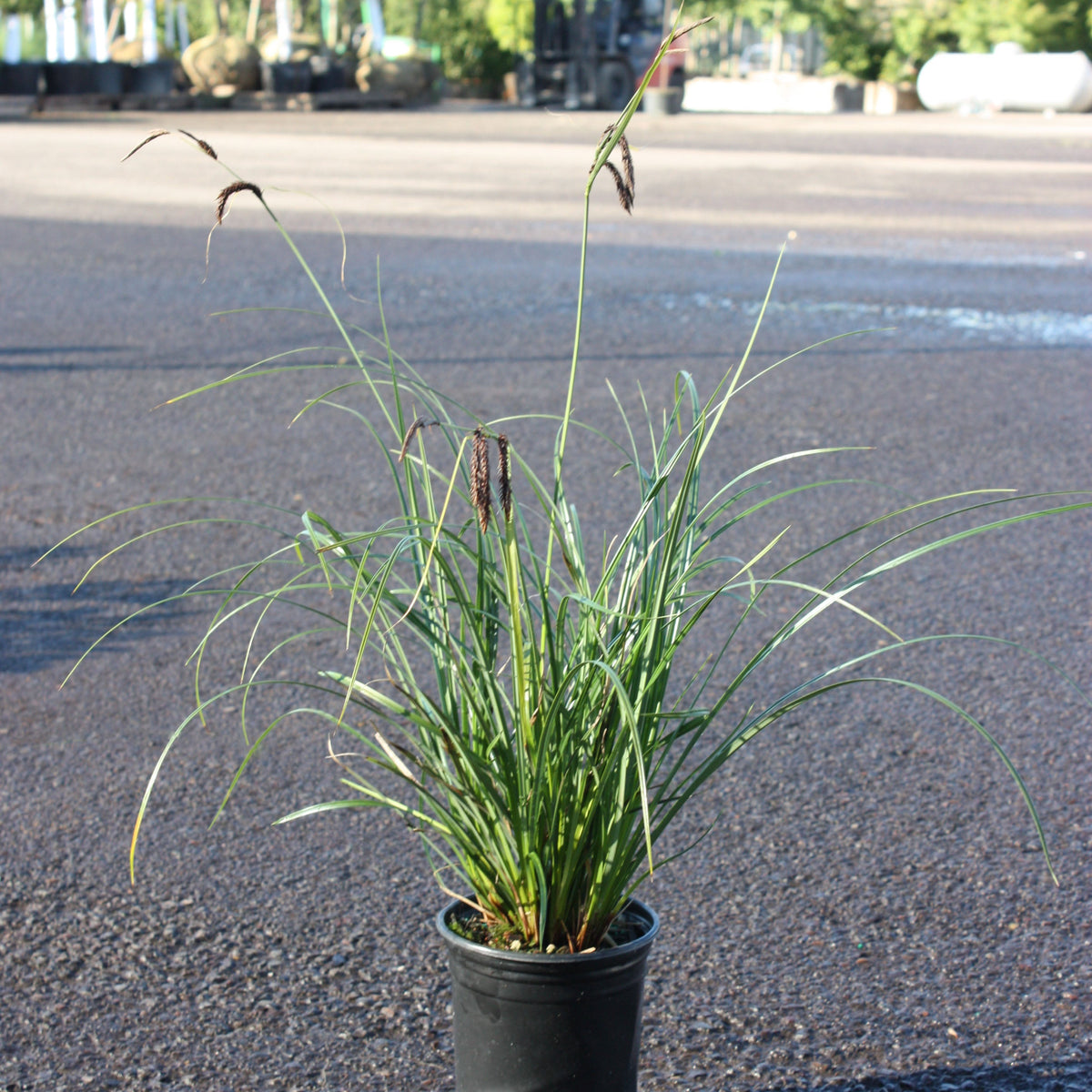 Grass, Carex obnupta