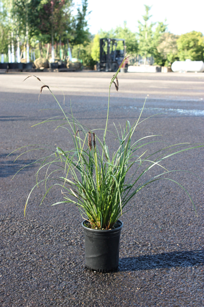 Grass, Carex obnupta