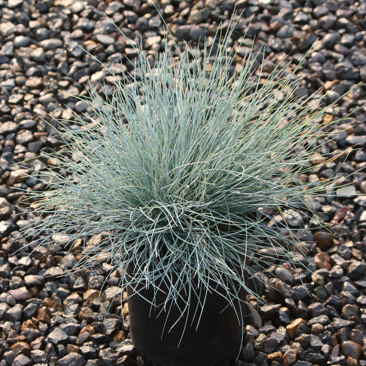 Grass, Festuca o. g. 'Elijah Blue'