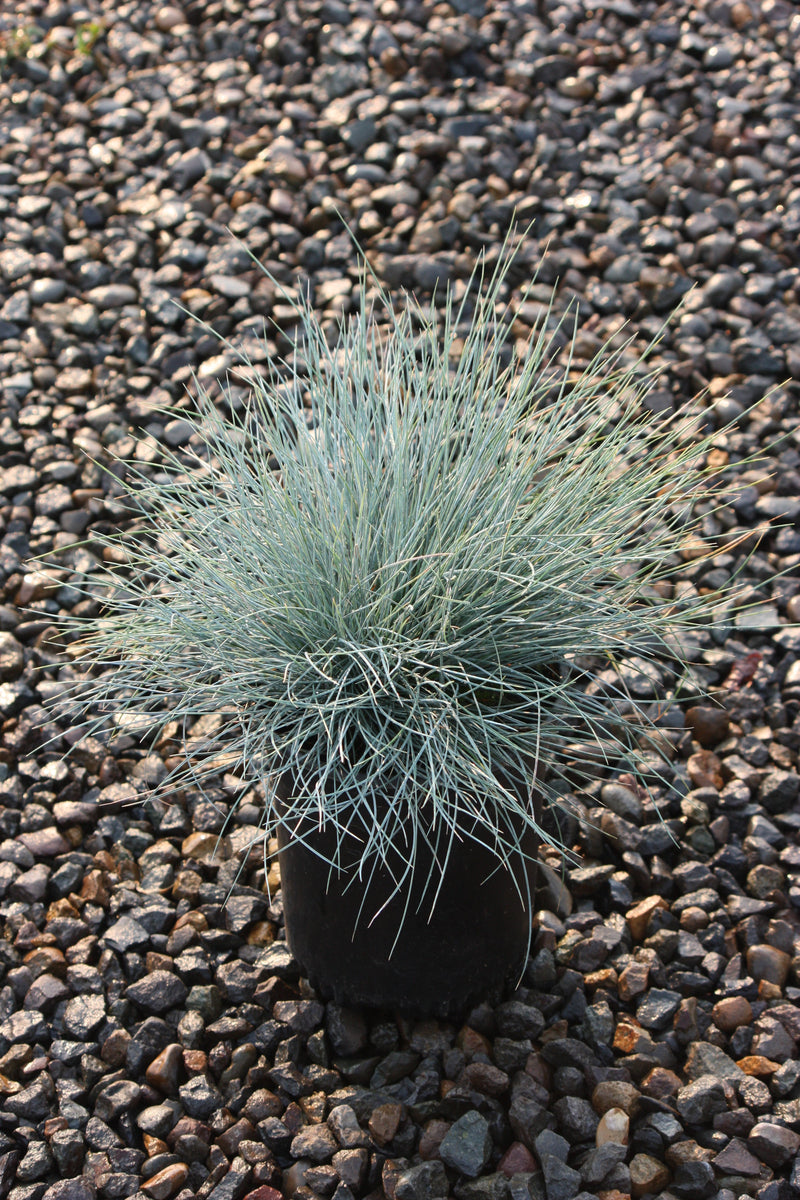 Grass, Festuca o. g. 'Elijah Blue'
