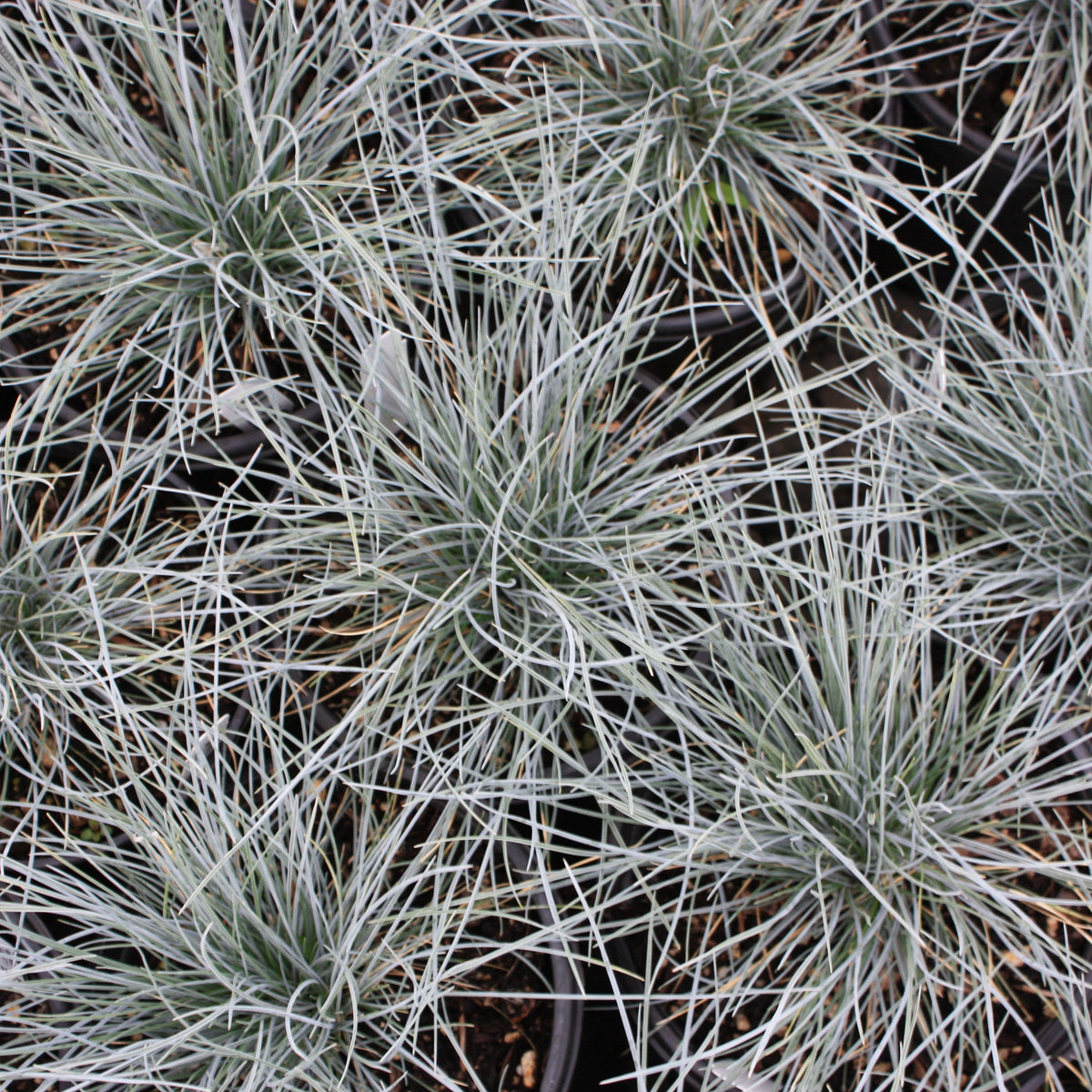 Grass, Festuca o. g. 'Elijah Blue'