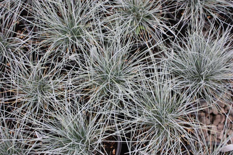Grass, Festuca o. g. 'Elijah Blue'