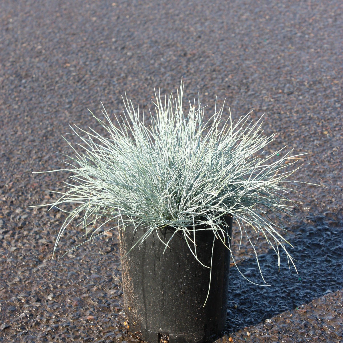 Grass, Festuca o. g. 'Elijah Blue'