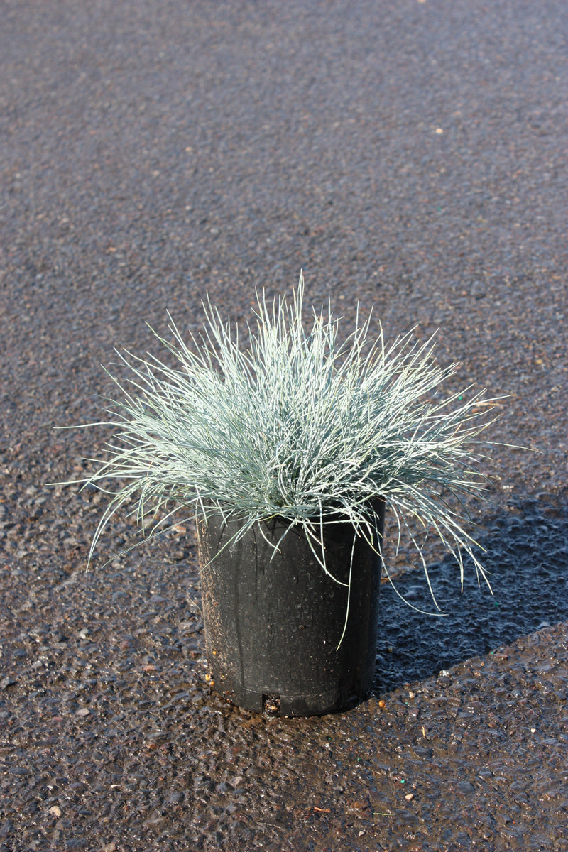 Grass, Festuca o. g. 'Elijah Blue'