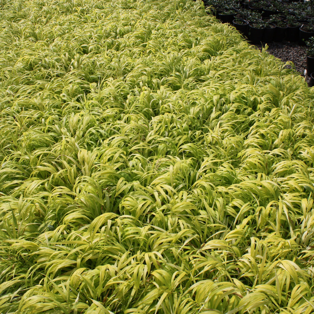 Grass, Hakonechloa m. 'All Gold'