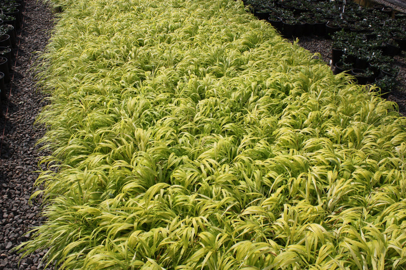 Grass, Hakonechloa m. 'All Gold'