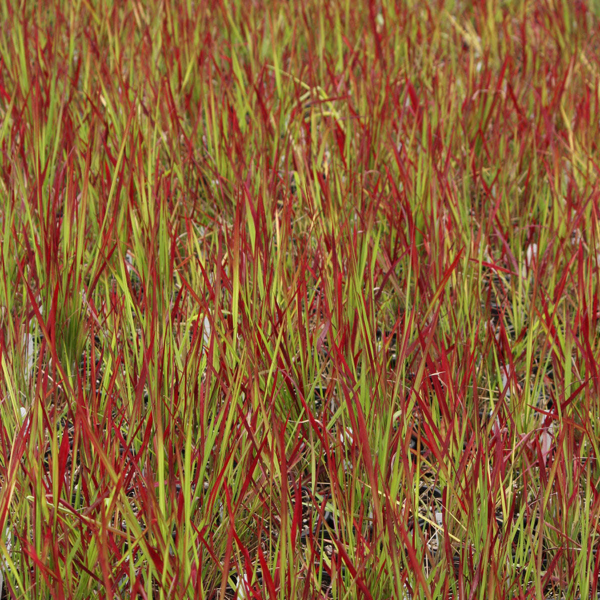 Grass, Imperata c. 'Rubra' ('Red Baron')