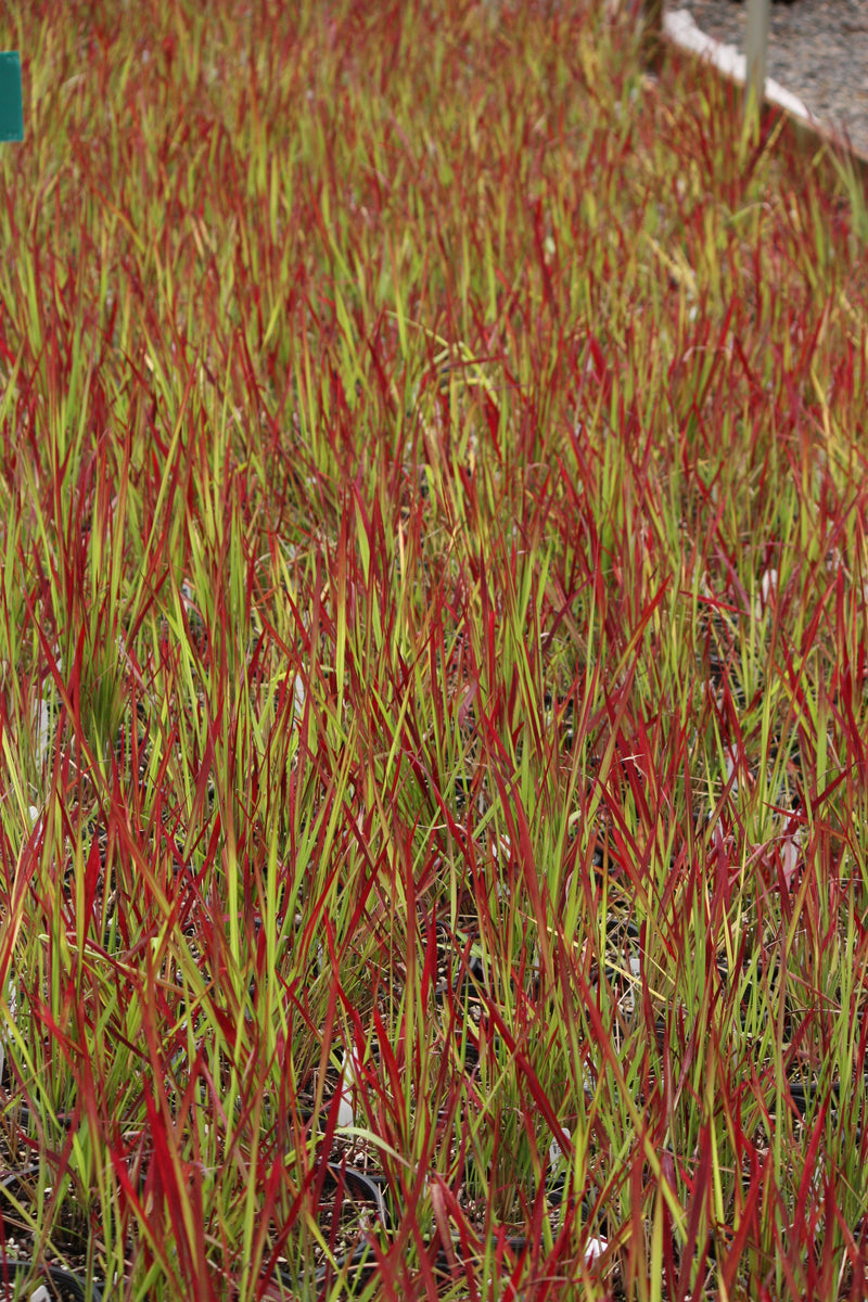 Grass, Imperata c. 'Rubra' ('Red Baron')