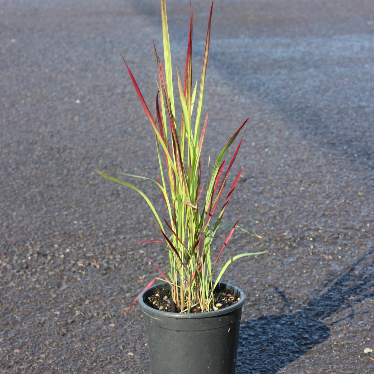 Grass, Imperata c. 'Rubra' ('Red Baron')