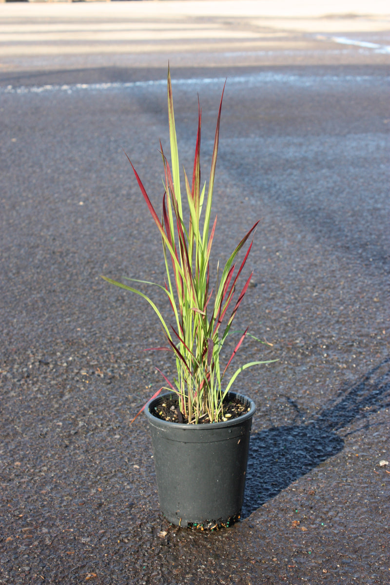 Grass, Imperata c. 'Rubra' ('Red Baron')