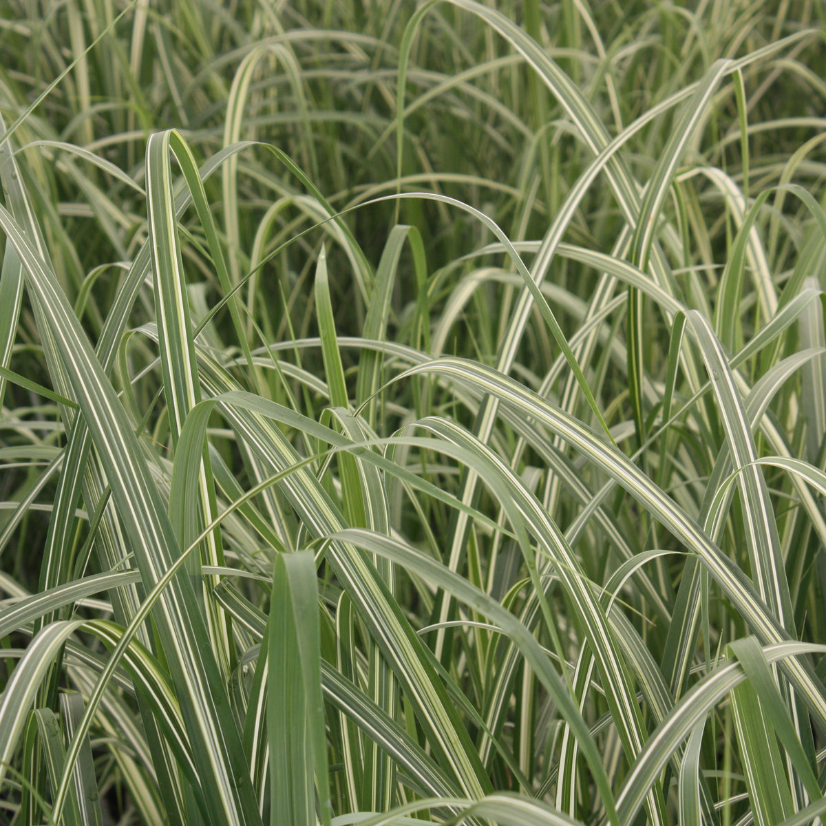 Grass, Miscanthus sin. 'Cabaret'