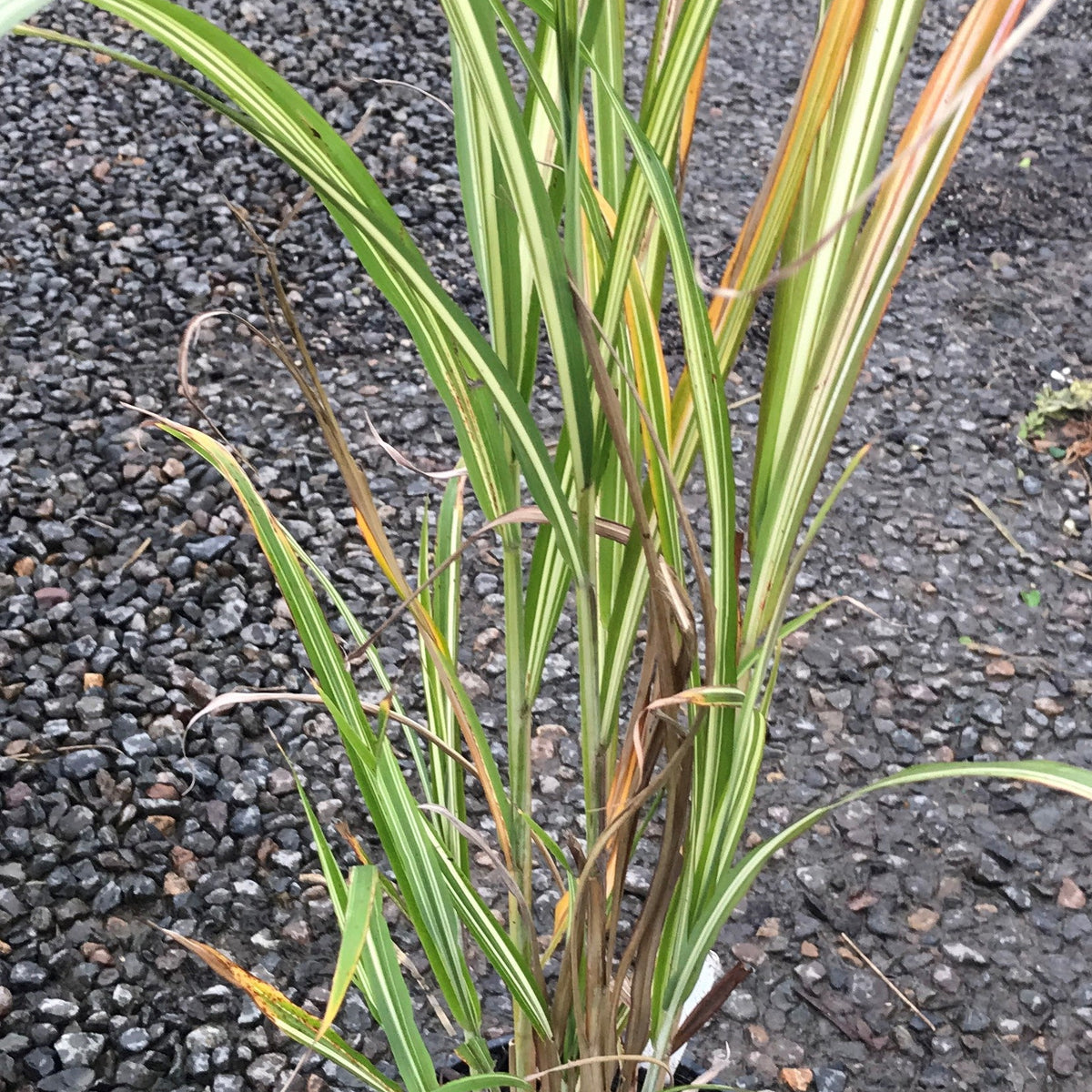 Grass, Miscanthus sin. 'Cabaret'