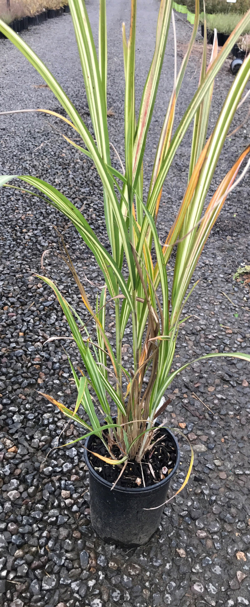 Grass, Miscanthus sin. 'Cabaret'