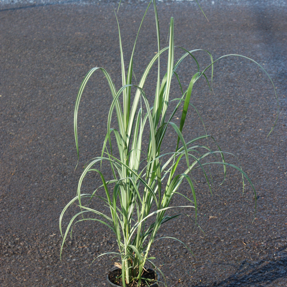 Grass, Miscanthus sin. 'Cabaret'