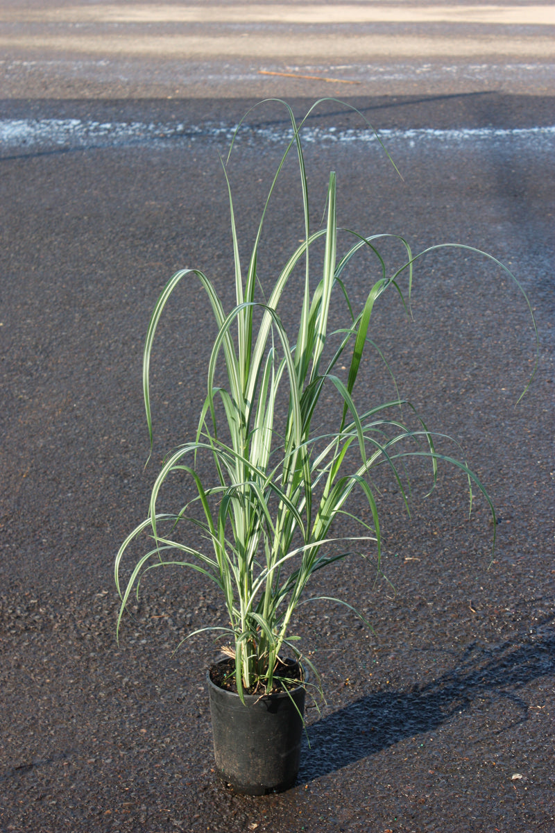 Grass, Miscanthus sin. 'Cabaret'