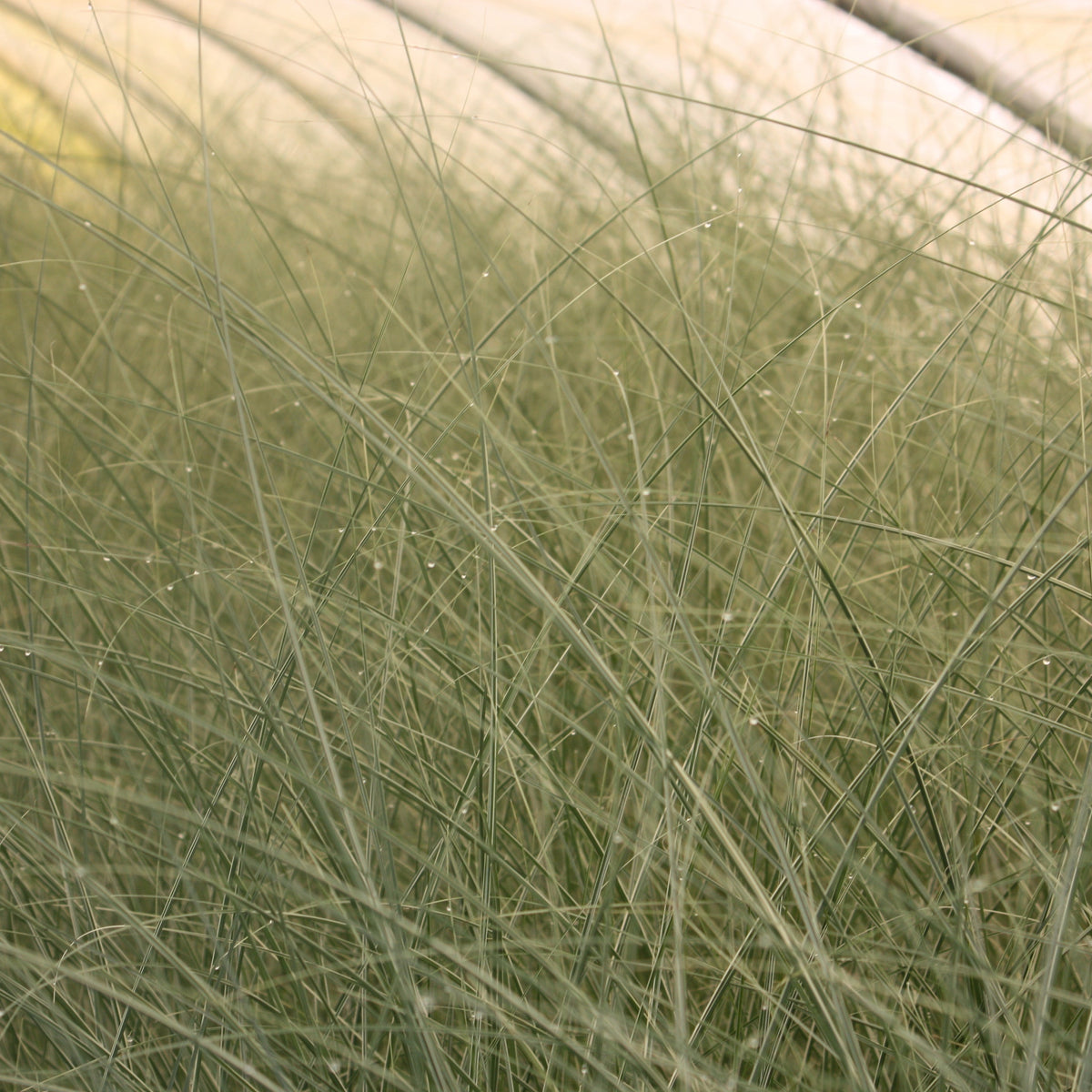 Grass, Miscanthus sin. 'Morning Light'