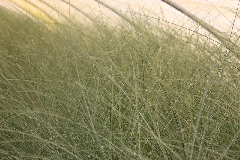 Grass, Miscanthus sin. 'Morning Light'