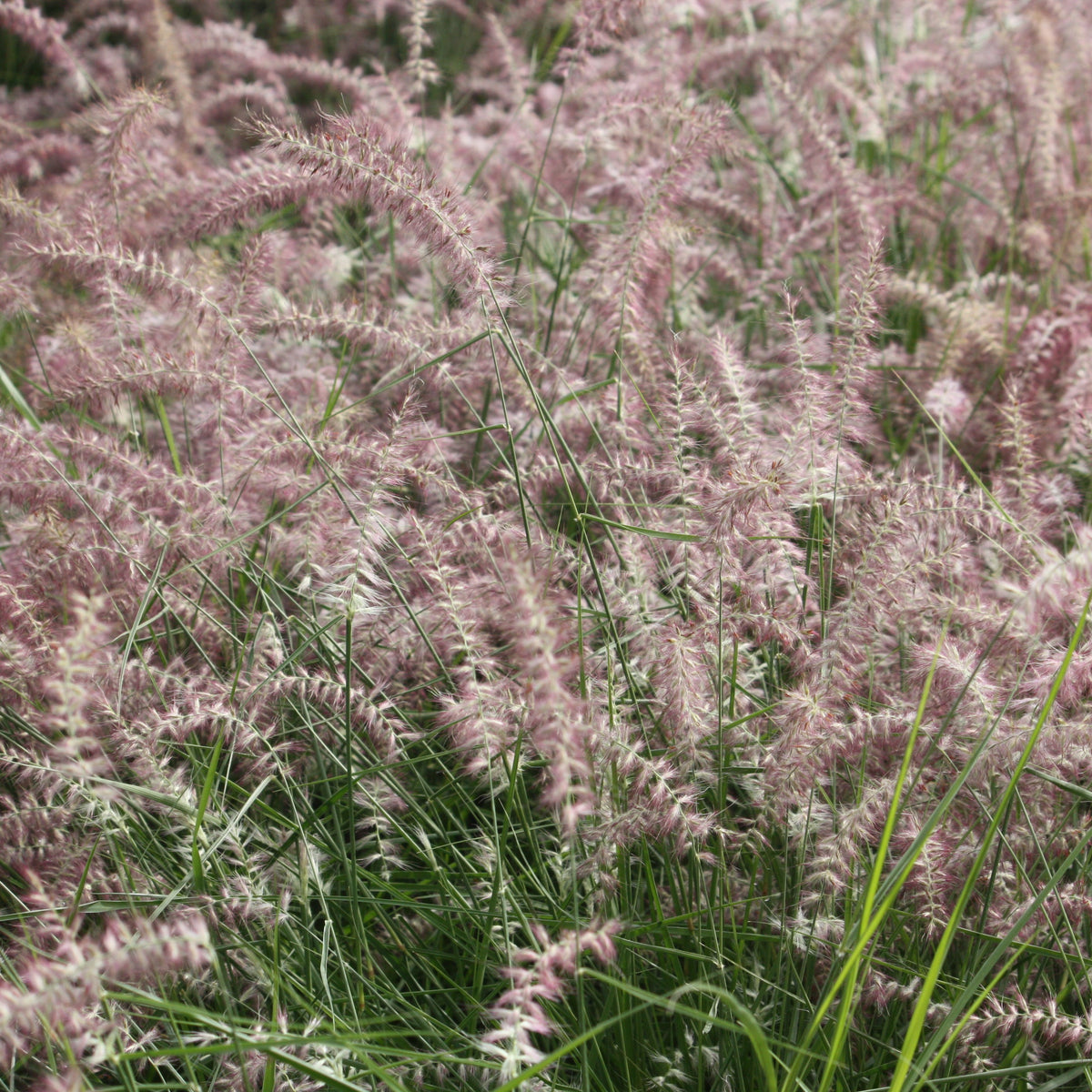 Grass, Panicum v. 'Heavy Metal'
