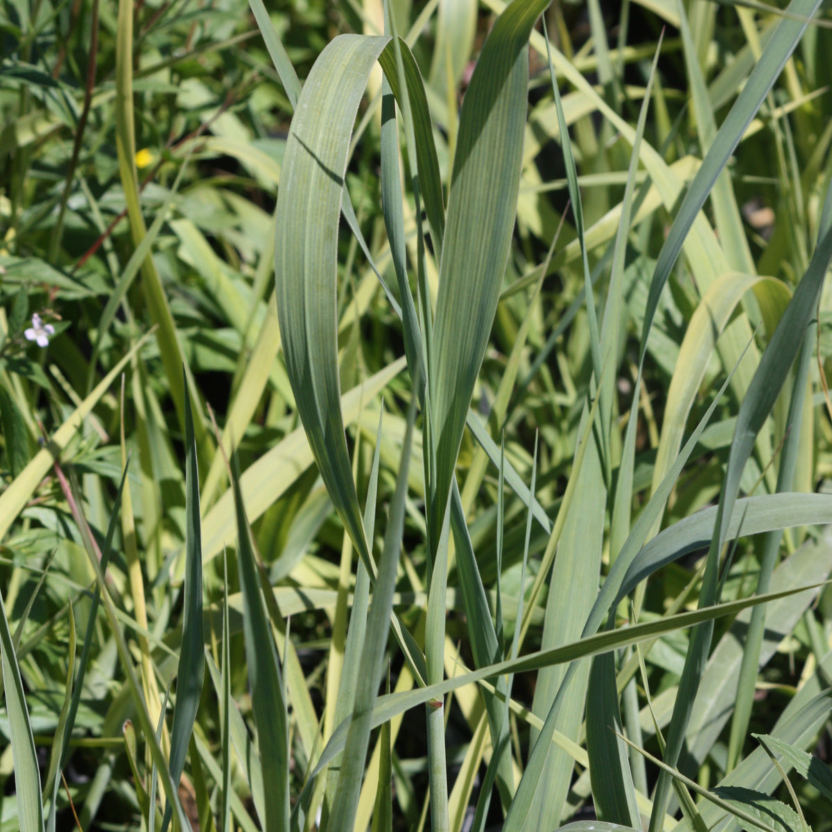 Grass, Panicum v. 'Dallas Blues'