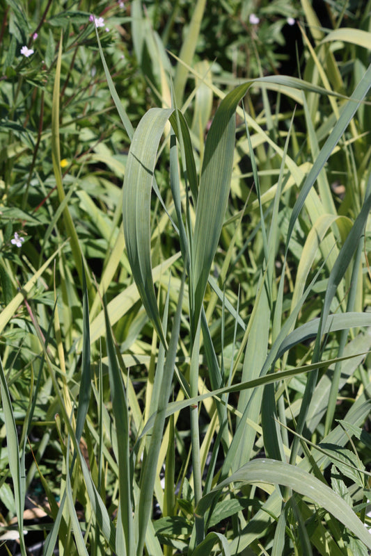 Grass, Panicum v. 'Dallas Blues'