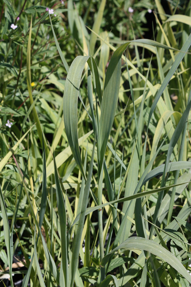 Grass, Panicum v. 'Dallas Blues'