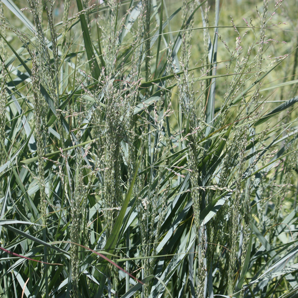Grass, Panicum v. 'Prairie Sky'
