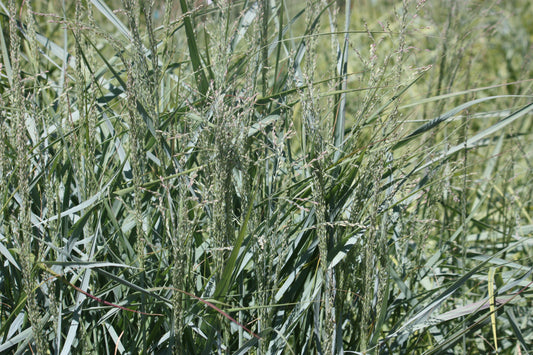 Grass, Panicum v. 'Prairie Sky'