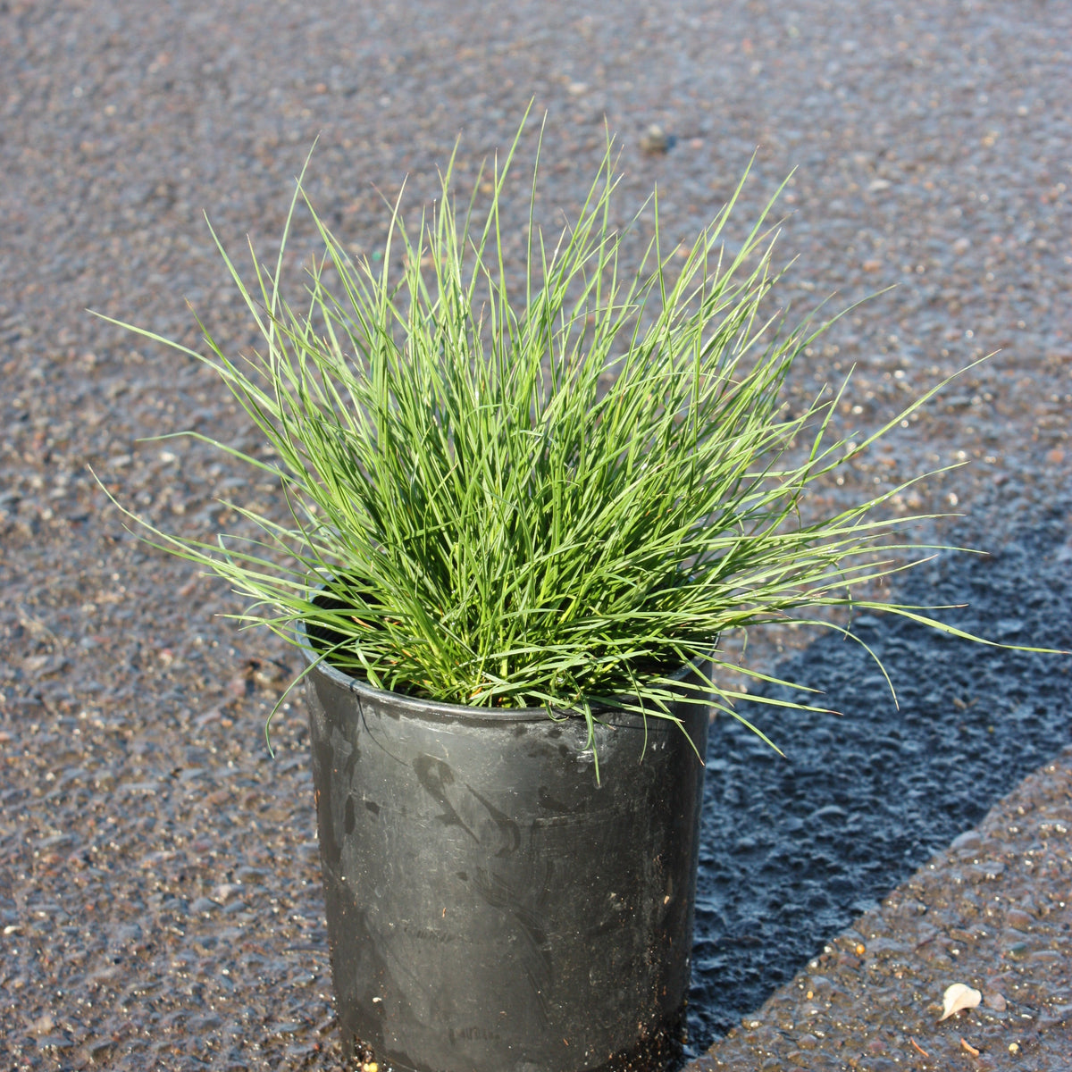Grass, Pennisetum a. 'Little Bunny'